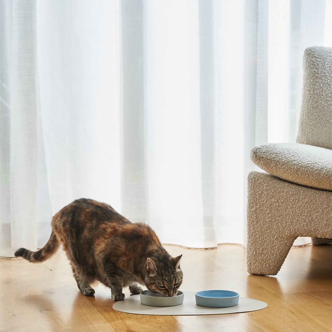 cat collars
